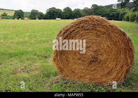 Heuballen in einem Feld Stockfoto