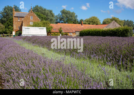 NORFOLK LAVENDER, Heacham, Großbritannien - 10 August 2017: eine Ansicht eines Teils der Norfolk Lavender Räumlichkeiten und Besucherzentrum in Ostengland. Stockfoto