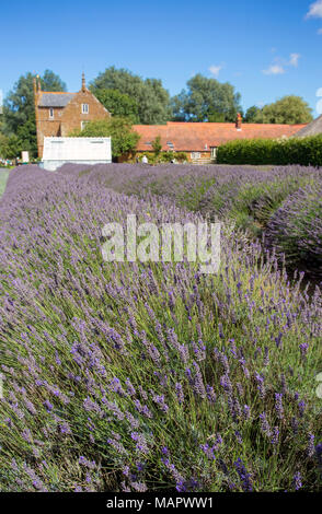 Norfolk Lavender, Heacham, Großbritannien - 10 August 2017: eine Ansicht eines Teils der Norfolk Lavender Räumlichkeiten und Besucherzentrum in Ostengland. Stockfoto