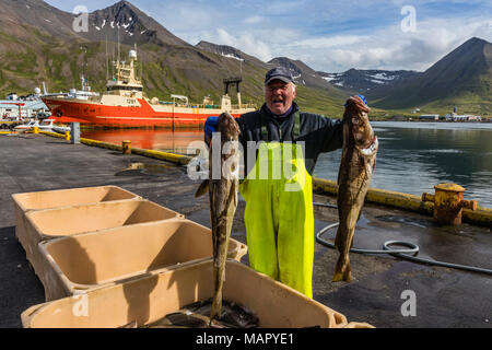 Sortierung frisch gefangenen Fisch in Siglufjorour, Siglufjordur, an der Nordküste von Island, Polargebiete Stockfoto