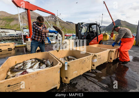 Sortierung frisch gefangenen Fisch in Siglufjorour, Siglufjordur, an der Nordküste von Island, Polargebiete Stockfoto