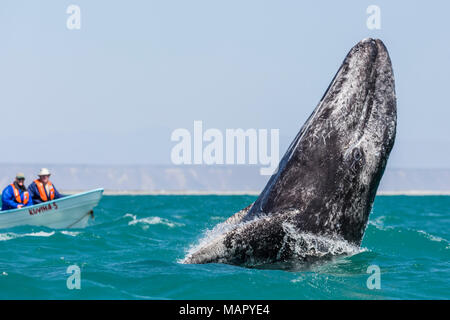 California Grauwale Kalb (Eschritius robustus), die Verletzung in der San Ignacio Lagoon, Baja California Sur, Mexiko. Nordamerika Stockfoto