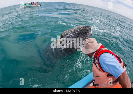 California Grauwale Kalb (Eschritius robustus), mit Touristen in San Ignacio Lagoon, Baja California Sur, Mexiko, Nordamerika Stockfoto