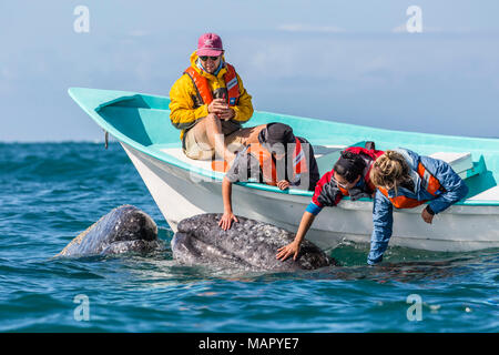 California Grauwale Kalb (Eschritius robustus), mit Touristen in San Ignacio Lagoon, Baja California Sur, Mexiko, Nordamerika Stockfoto