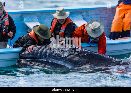 California Grauwale Kalb (Eschritius robustus), mit Touristen in San Ignacio Lagoon, Baja California Sur, Mexiko, Nordamerika Stockfoto