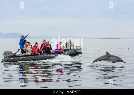 Lange-beaked common Delfin (Delphinus capensis), mit Sternzeichen, Isla San Lorenzo, Baja California Sur, Mexiko, Nordamerika Stockfoto