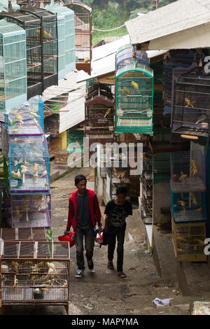 Die Vogel- und Blumenmarkt von Malang, Malang, Ost Java, Indonesien, Südostasien, Asien Stockfoto