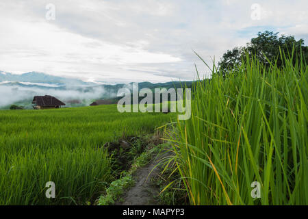 Ansicht von oben auf die Reisfelder Felder im Norden von Thailand Stockfoto