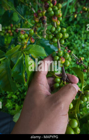 Kaffeekirschen (Bohnen) Reifung auf einen Kaffee Baum (Nahaufnahme) Stockfoto