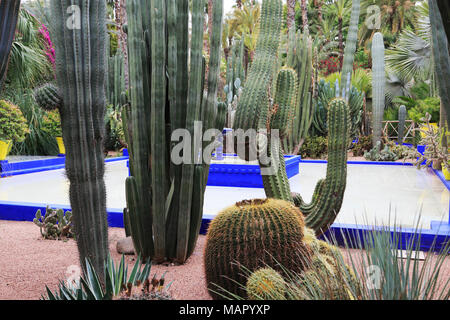 Jardin Majorelle (Majorelle Gärten), restauriert von Fashion Designer Yves Saint Laurent, Marrakesch (Marrakesch), Marokko, Nordafrika, Afrika Stockfoto