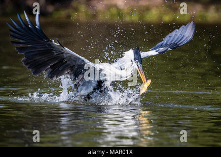 Ein erwachsener cocoi Graureiher (Ardea cocoi), Angeln. Pousado Rio Claro, Mato Grosso, Brasilien, Südamerika Stockfoto