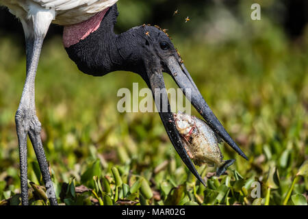 Ein erwachsener Jabiru (Jabiru mycteria) Essen ein piranha an pousado Rio Claro, Mato Grosso, Brasilien, Südamerika Stockfoto