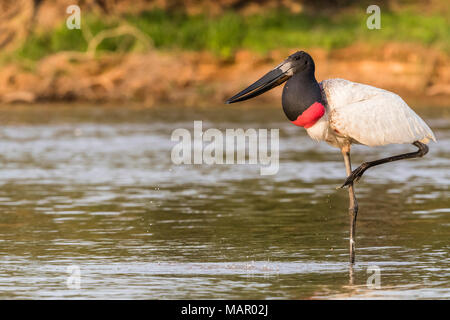 Ein erwachsener Jabiru (Jabiru mycteria), Porto Jofre, Mato Grosso, Pantanal, Brasilien, Südamerika Stockfoto