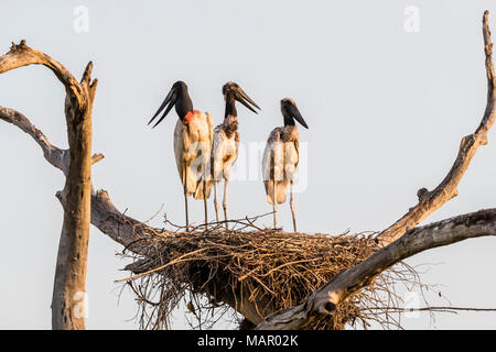 Ein erwachsener Jabiru (Jabiru mycteria) mit zwei Küken auf einem Nest an pousado Rio Claro, Mato Grosso, Brasilien, Südamerika Stockfoto