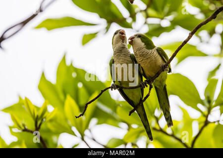 Ein paar der Mönch Sittiche (Myiopsitta monachus), pousado Alegre, Mato Grosso, Brasilien, Südamerika Stockfoto