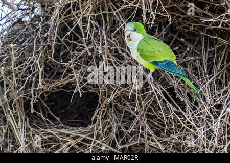 Ein erwachsener Monk parakeet (Myiopsitta monachus), ein gemeinsames Nest, pousado Alegre, Brasilien, Südamerika Stockfoto