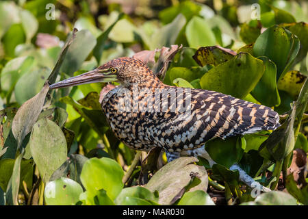 Ein Jugendlicher rufescent Nacktkehlreiher (Tigrisoma lineatum), Pouso Alegre Fazenda, Brasilien, Südamerika Stockfoto