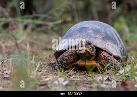 Ein erwachsener red-footed Schildkröte (Chelonoidis Carbonarius), pousado Rio Claro, Mato Grasso, Brasilien, Südamerika Stockfoto