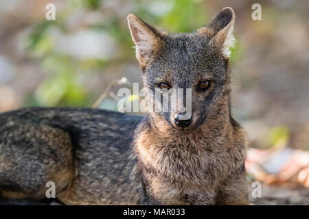 Ein erwachsener Krabbe - Essen fox (Cerdocyon thous), pousado Rio Claro, Mato Grosso, Pantanal, Brasilien, Südamerika Stockfoto