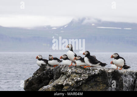 Nach Atlantic Papageitaucher (Fratercula arctica) auf die Insel Vigur, vor der Westküste von Island, Polargebiete Stockfoto