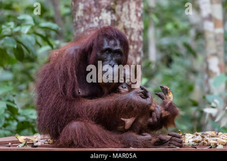 Mutter und Baby bornesischen Orang-utan (Pongo pygmaeus), Camp Leakey, Borneo, Indonesien, Südostasien, Asien Stockfoto