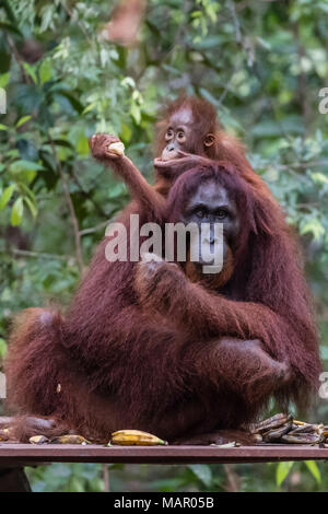 Mutter und Baby bornesischen Orang-utan (Pongo pygmaeus) im Camp Leakey, Borneo, Indonesien, Südostasien, Asien Stockfoto