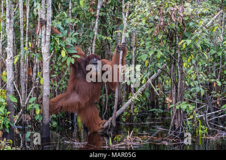 Wilder Mann bornesischen Orang-utan (Pongo pygmaeus), auf der Buluh Kecil Fluss, Borneo, Indonesien, Südostasien, Asien Stockfoto