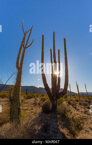 Boojum Baum, cirio (Fouquieria columnaris), Bahia de los Angeles, Baja California, Mexiko, Nordamerika Stockfoto