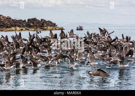 Eine Herde von heermann von Möwen (Larus heermanni) Taking Flight, Isla Rasa, Baja California, Mexiko, Nordamerika Stockfoto