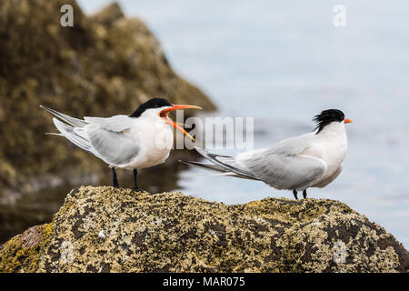 Elegante terns (Thalasseus elegans), an der Kolonie auf der Isla Rasa, Baja California, Mexiko, Nordamerika Stockfoto