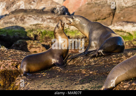 Junge kalifornische Seelöwen (zalophus californianus) mock kämpfen, Isla San Pedro Martir, Baja California, Mexiko, Nordamerika Stockfoto