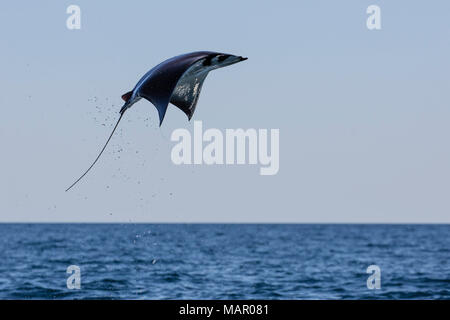 Die Erwachsenen Munk mobula Ray (Mobula munkiana), sprang in der Nähe von Isla Danzante, Baja California Sur, Mexiko, Nordamerika Stockfoto