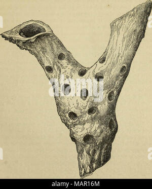 "Amtsblatt der Royal Horticultural Society London" (1866) Stockfoto