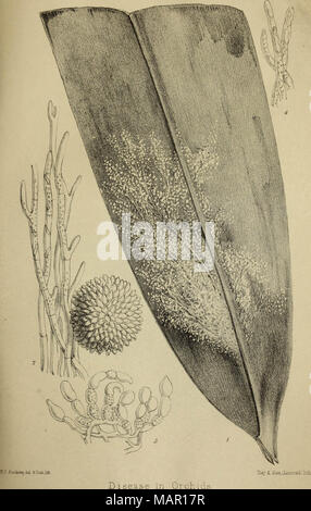 "Amtsblatt der Royal Horticultural Society London" (1866) Stockfoto