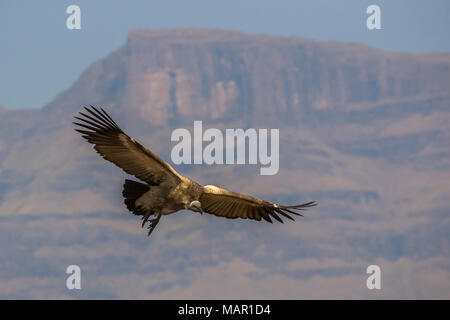 Cape Vulture (Tylose in coprotheres), Giant's Castle Game Reserve, KwaZulu-Natal, Südafrika, Afrika Stockfoto