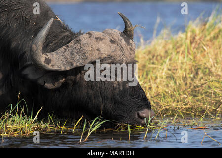 Kaffernbüffel (Syncerus Caffer), Chobe River, Botswana, Afrika Stockfoto