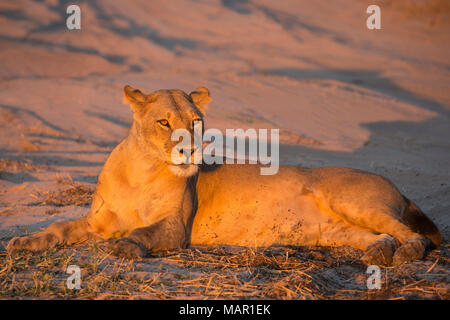 Löwin (Panthera Leo), Chobe Nationalpark, Botswana, Afrika Stockfoto