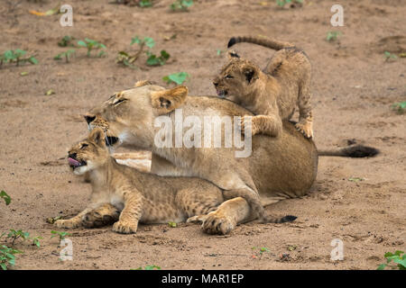 Löwin (Panthera leo) mit Jungen, Zimanga Game Reserve, KwaZulu-Natal, Südafrika, Afrika Stockfoto