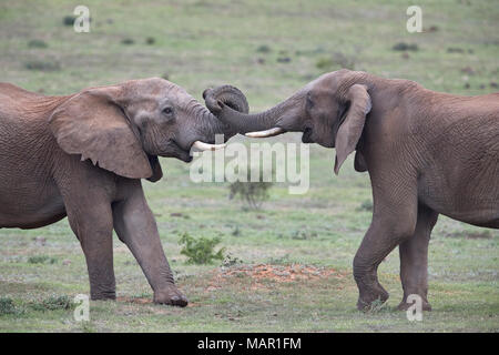 Zwei afrikanischen Elefanten (Loxodonta africana) Bullen ihre Stärke testen, Addo Elephant National Park, Südafrika, Afrika Stockfoto