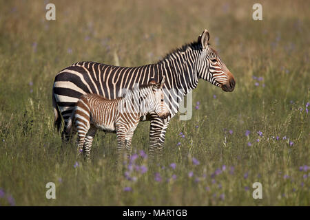 Cape Mountain Zebra (Equus zebra Zebra) Stute und Fohlen, Mountain Zebra National Park, Südafrika, Afrika Stockfoto