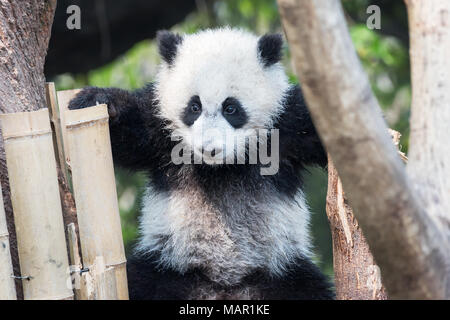 Panda cub Spielen in einem Baum, Chengdu, China Stockfoto