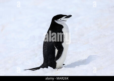 Zügelpinguin (Pygoscelis antarcticus) im Schnee, Half Moon Island, South Shetland Inseln, Antarktis, Polargebiete Stockfoto