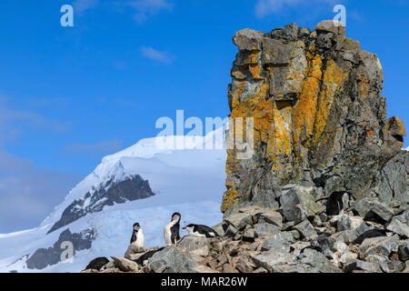 Kinnriemen Pinguine (Pygoscelis antarcticus) bei einem spektakulären craggy Kolonie, Half Moon Island, South Shetland Inseln, Antarktis, Polargebiete Stockfoto