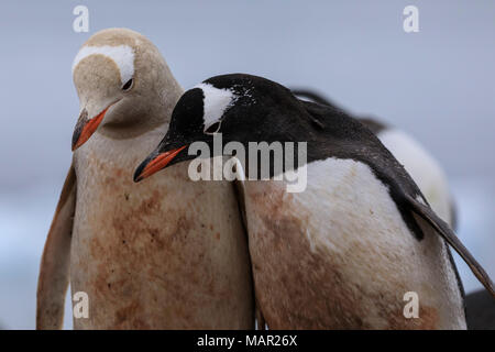 Seltene leucistic Gentoo Pinguin (Pygoscelis papua) kontrastiert mit einem anderen Gentoo, Waterboat Point, Paradise Bay, Antarktis, Polargebiete Stockfoto