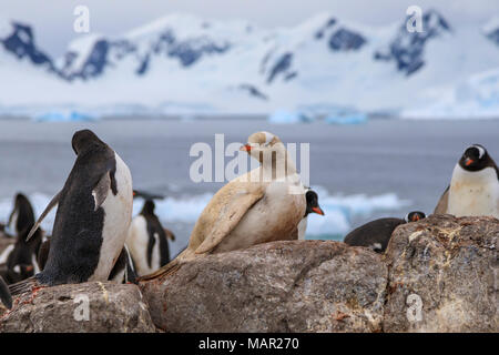 Seltene leucistic Gentoo Pinguin (Pygoscelis papua) in einer Kolonie, Gonzalez Videla, Waterboat Point, Paradise Bay, Antarktis, Polargebiete Stockfoto