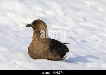 Braune Skua (Catharacta antarctica) sitzen auf Schnee, Neko Harbour, Anvord Bay, Antarktische Halbinsel, Antarktis, Polargebiete Stockfoto