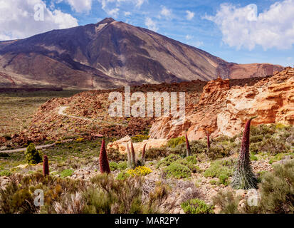 Tajinaste Rojo (Echium wildpretii), endemische Pflanze, Teide im Hintergrund, Teide Nationalpark, UNESCO-Weltkulturerbe, Teneriffa, Kanarische Inseln, Stockfoto