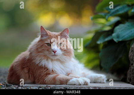 Groß und stark Norwegische Waldkatze Mann in einem Garten ausruhen Stockfoto