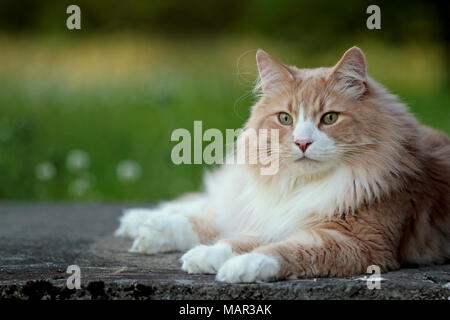 Groß und stark Norwegische Waldkatze Mann in einem Garten ausruhen Stockfoto