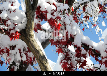 Erste schwere Schnee auf ahornblätter noch eine herbstliche Farben, Fujikawaguchiko, Japan, Asien Stockfoto